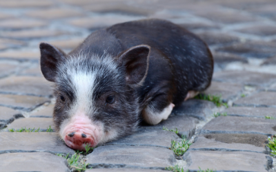 Mini Pigs | Veterinarians in Mountain View, MO | Barn ...